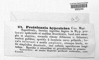 Seimatosporium hypericinum image